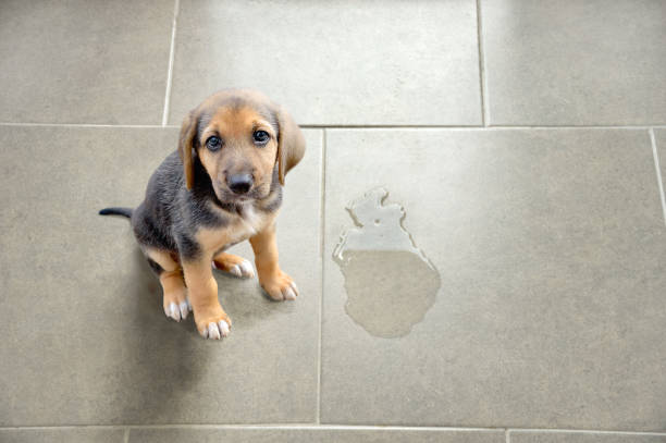 animal pis portal limpieza en comunidades con mascotas