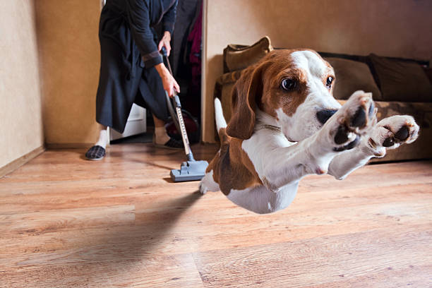 limpieza en comunidades con mascotas, limpieza profesional, salud en comunidades con mascotas, limpieza en comunidades, mantenimiento de comunidades con mascotas, higiene en zonas comunes, bienestar de mascotas, limpieza de edificios con mascotas, limpieza especializada en comunidades, cuidado de mascotas y limpieza, empresas de limpieza para comunidades con mascotas