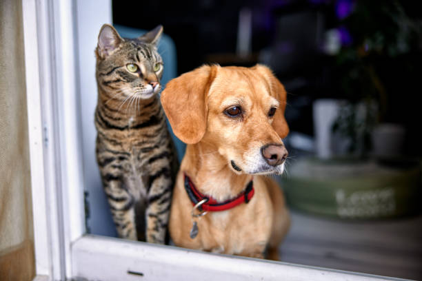 mascotas viviendas